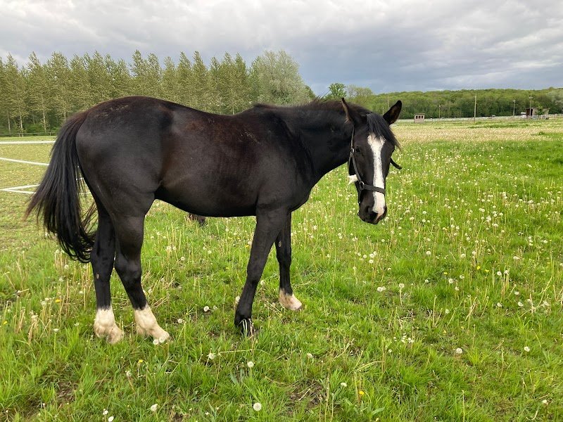 Ecuries du Maupas - photo 3