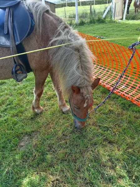 Ecurie le petit Torcy - photo 3