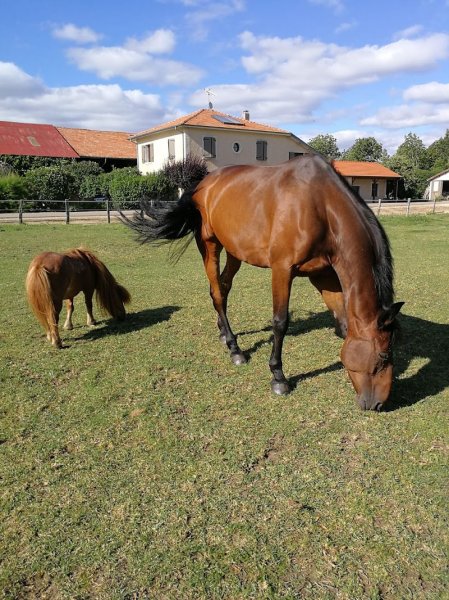 Écurie de la Plante Verte - photo 2