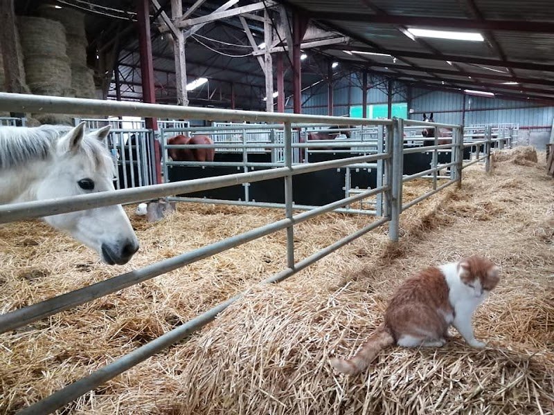 Écurie de la Plante Verte - photo 3