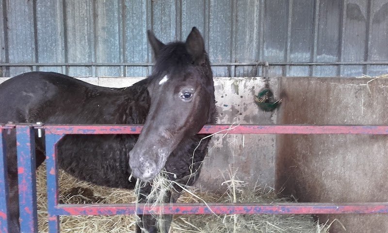 Ecurie du Saulcy - photo 2