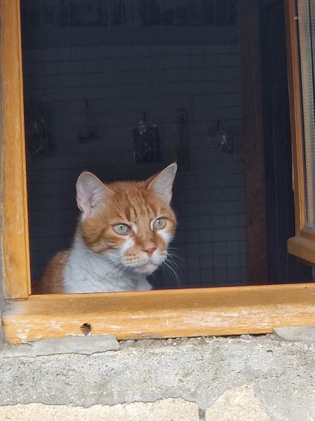 Pension féline la Côte des Vignes