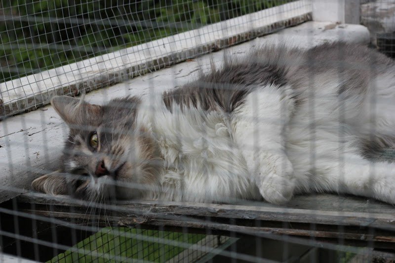 Pension féline la Côte des Vignes - photo 2