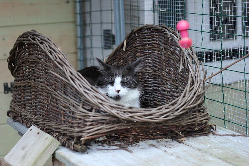 Pension féline la Côte des Vignes - photo 3