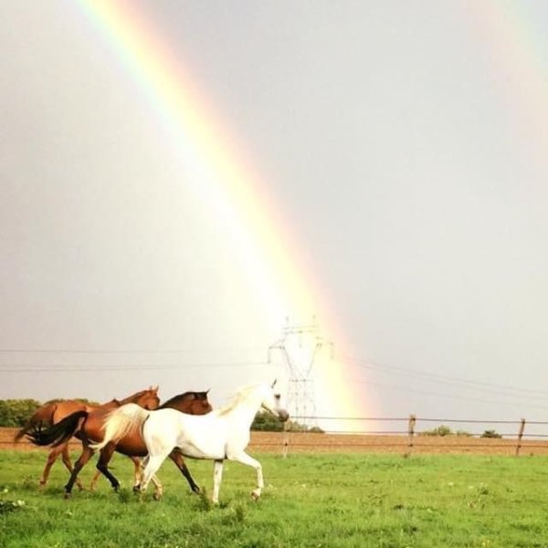 Ecurie de Marthechamps