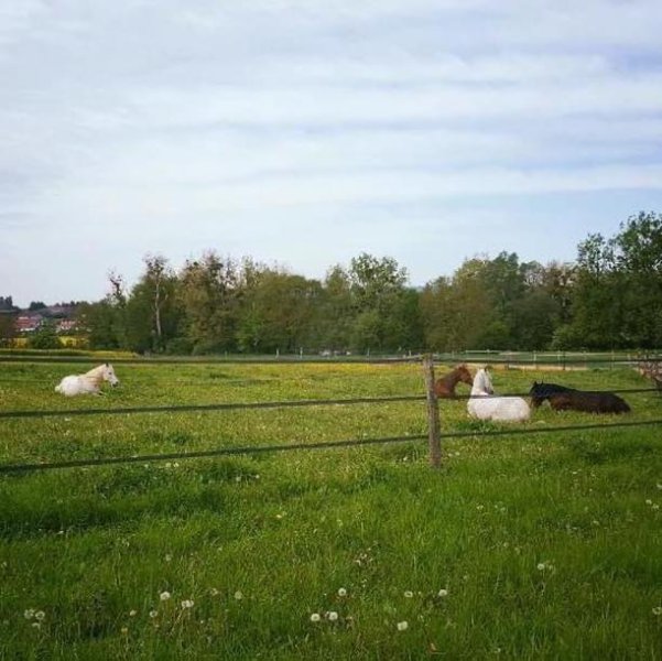 Ecurie de Marthechamps - photo 2