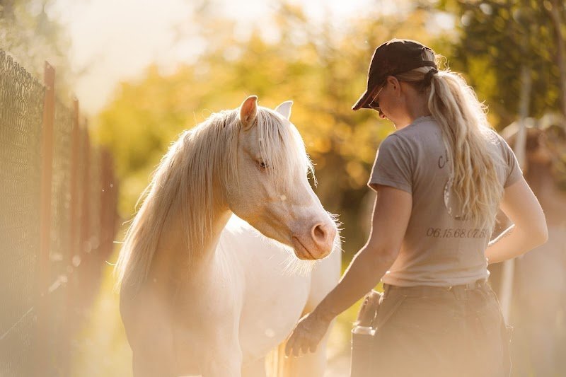 Elevage du bois / pension équestre