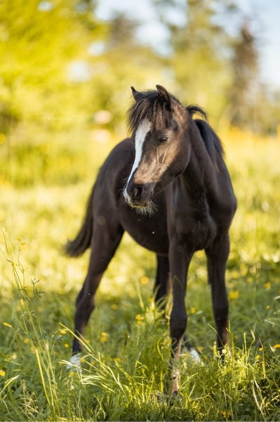 Elevage du bois / pension équestre - photo 3