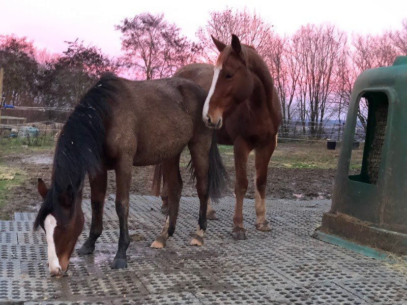 Ecuries du Bois de la Dame - photo 2