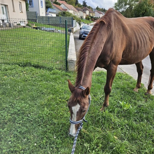 Ecurie du sous bois - photo 2