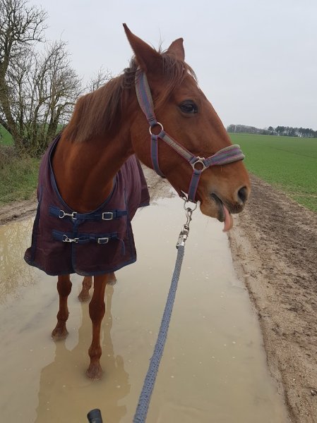 La Poudrière-Centre équestre - photo 3