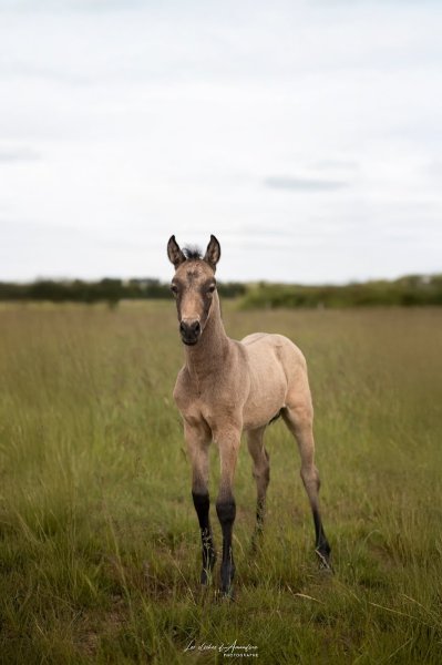 Centre équestre de la Muze - photo 1
