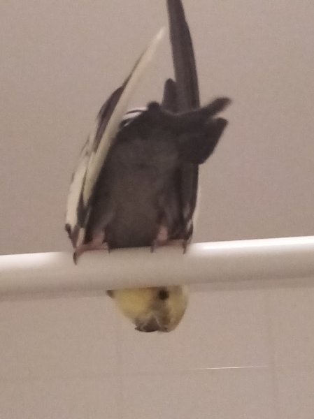 Centre Équestre Poney Club Le Destrier - photo 2