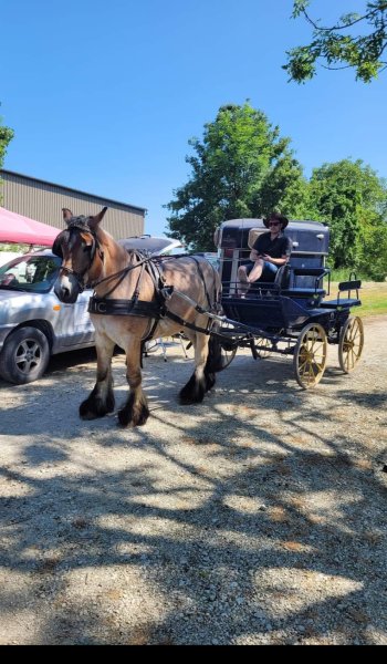 Écurie des minis poons - photo 2