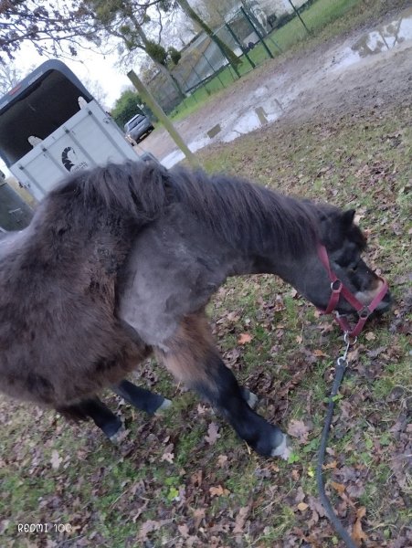 Les Ecuries de l'orée du Bois - photo 3