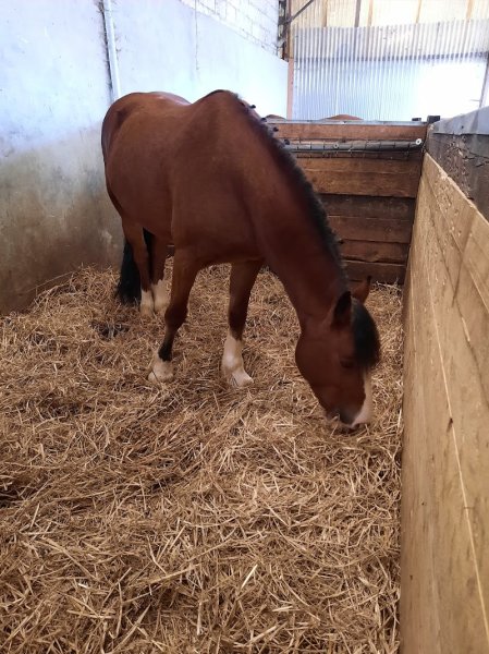 Earl Les Ecuries du Saphir