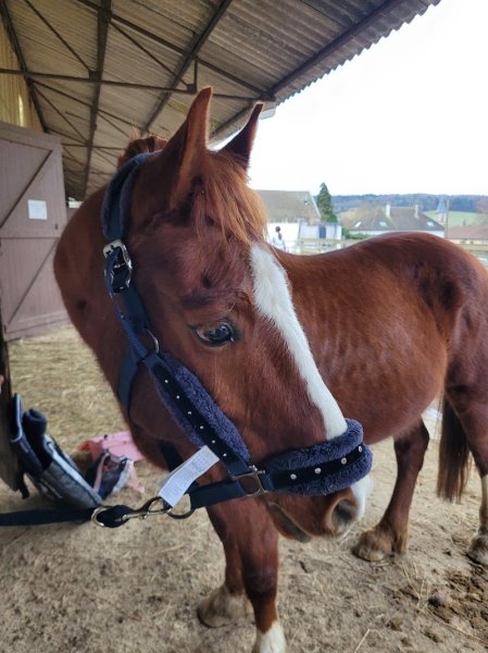 Earl Les Ecuries du Saphir - photo 2