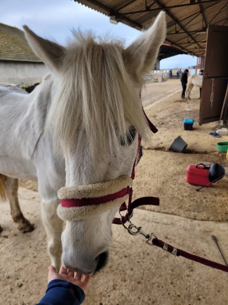 Earl Les Ecuries du Saphir - photo 3