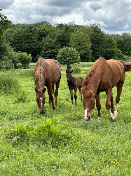 écurie du mont collet - photo 2