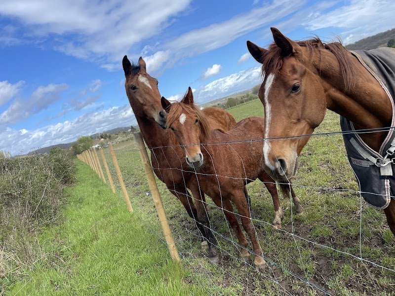 écurie du mont collet - photo 3