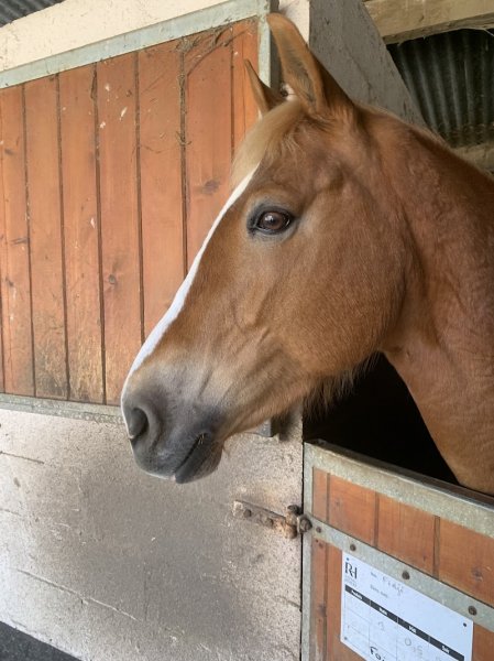 Centre Equestre de Verneuil sur Avre - photo 3