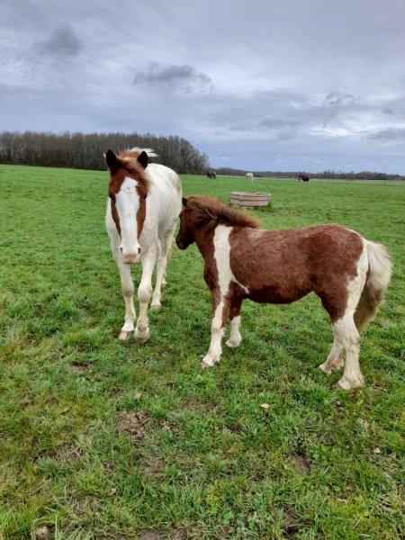 Écurie A.V. Belloi - photo 3