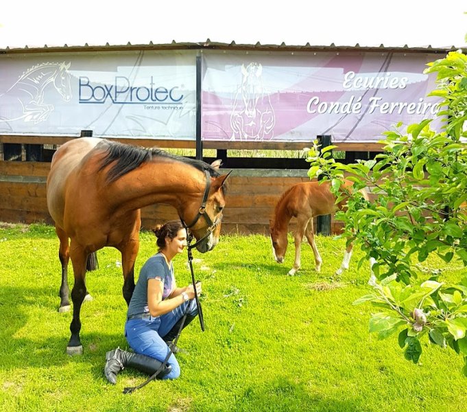 Ecuries Condé Ferreira - photo 2