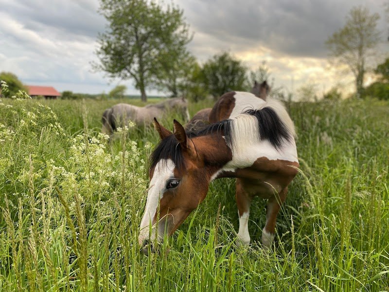 Ecurie de la Maëva - photo 1