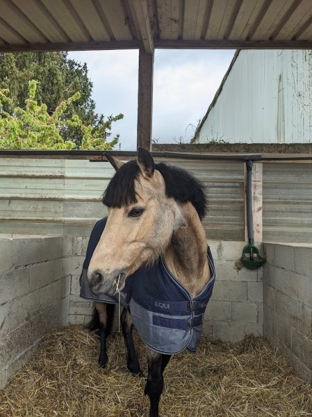 Ecurie de la Maëva - photo 3