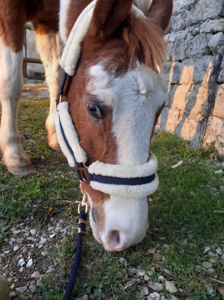 Centre Equestre Le Ranch