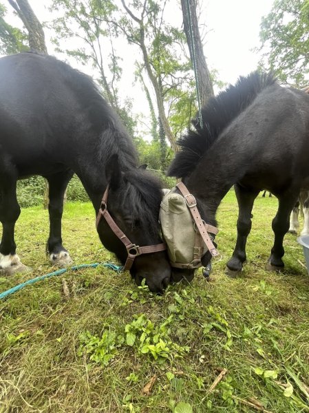 Ecurie d'Holiboo - photo 3