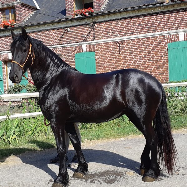 ECURIES DU BOIS MOREL