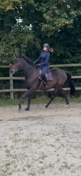 Les Ecuries Du Nuirat - photo 2