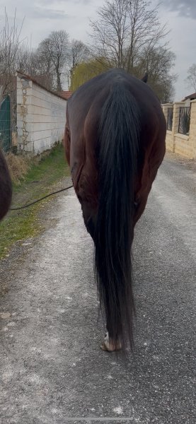 Les Ecuries Du Nuirat - photo 3