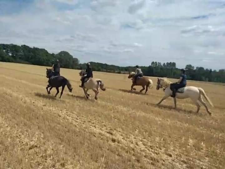 Centre équestre Crinière dans le vent - photo 2