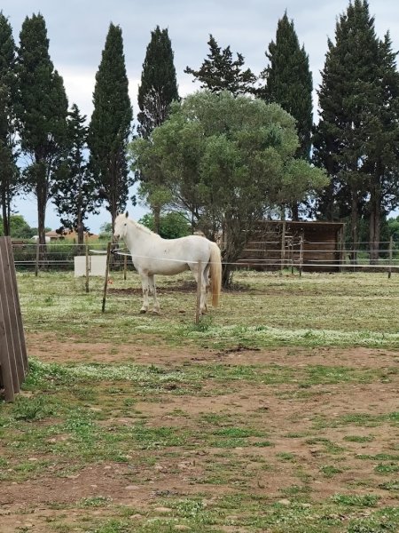 Écurie La Vista - photo 3