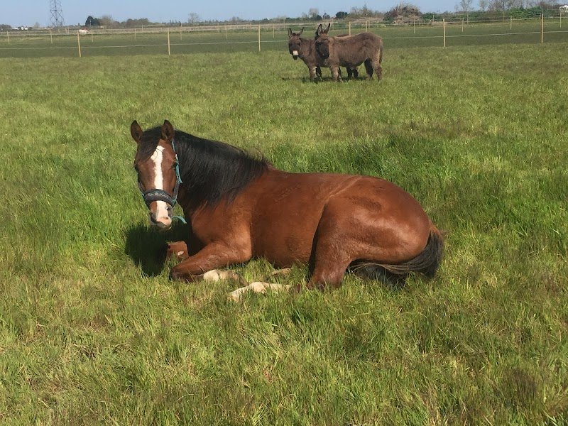 Les ecuries du merval - photo 1