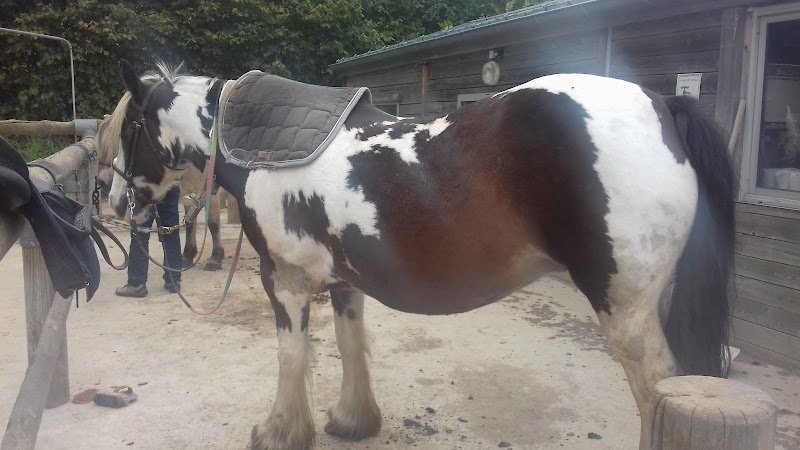 CENTRE EQUESTRE D AMBRIERES LES VALLEES - photo 2