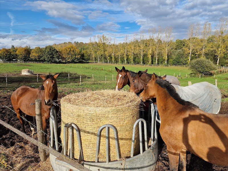 CENTRE EQUESTRE D AMBRIERES LES VALLEES - photo 3