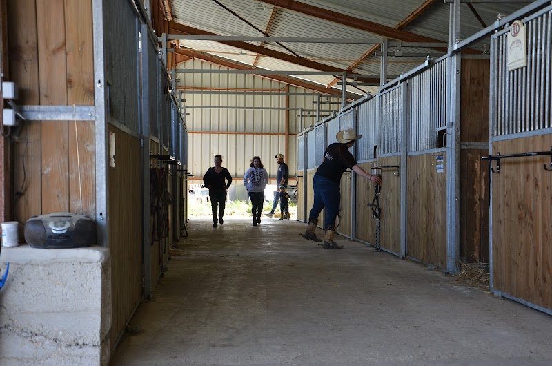 Emy reining horses - photo 3