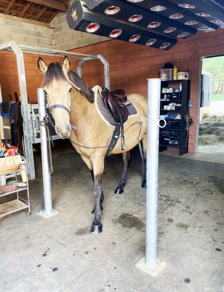 Tiam Equine . Haras Dame-Saulx - photo 2