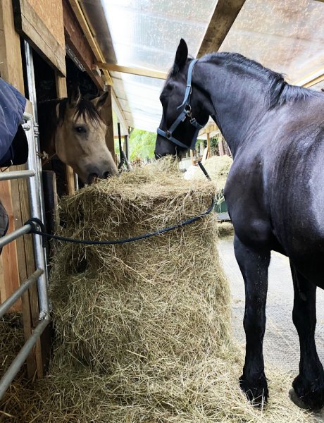 Tiam Equine . Haras Dame-Saulx - photo 3