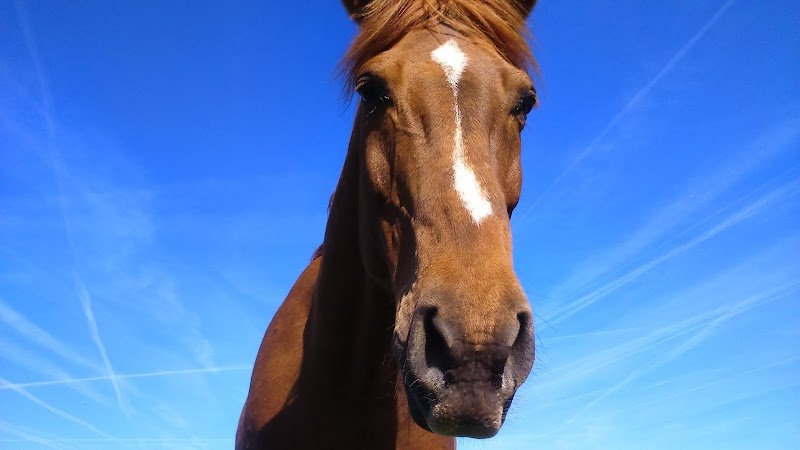 Ecuries d'Ardenelle - photo 2