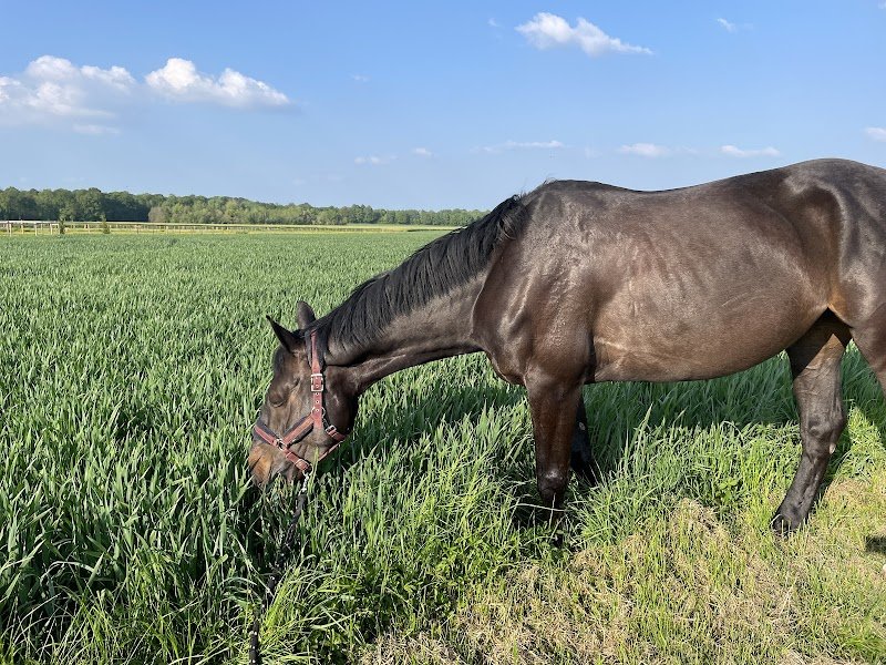 Écuries du Vent d'Est - photo 3