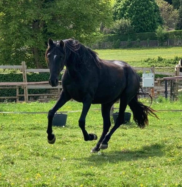 Les écuries de la Noue