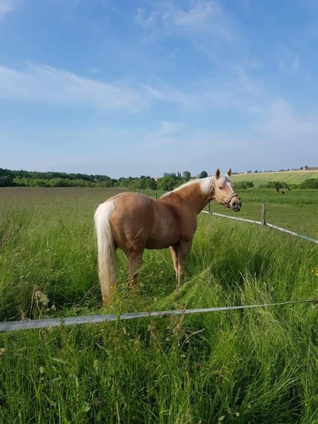 Les écuries de la Noue - photo 2