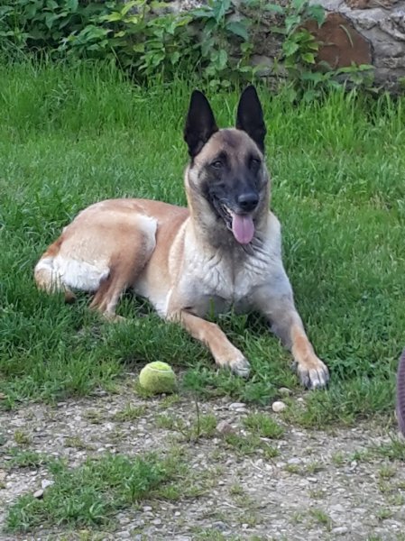 Les écuries de la virginia - photo 2