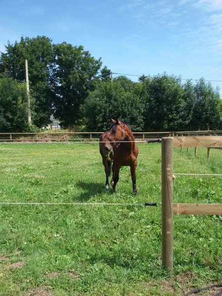 Écurie des Aulnes - photo 1