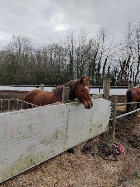 LES ECURIES DES COURDRIERS EARL - photo 2