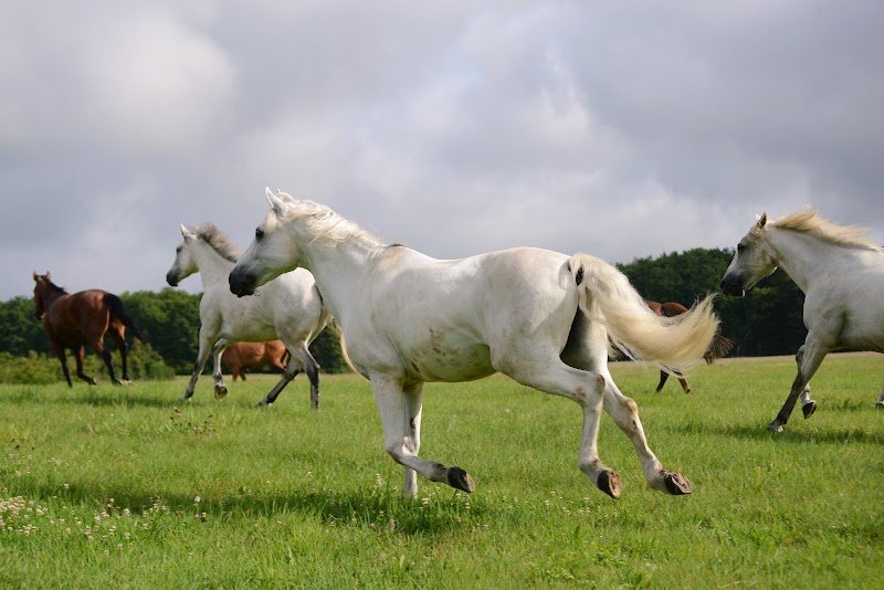 Centre Equestre de Saint Dizier
